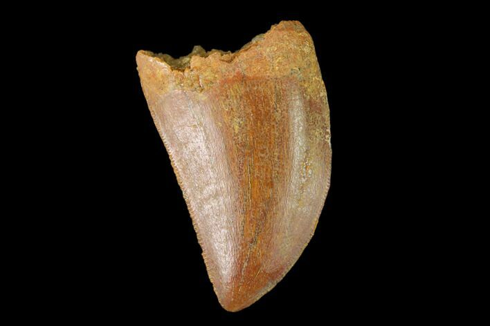 Serrated, Juvenile Carcharodontosaurus Tooth - Morocco #134991